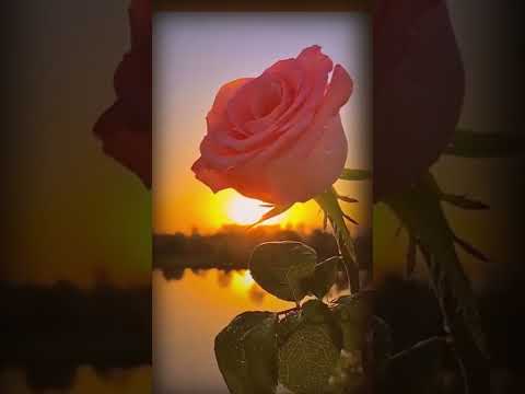 اصاله ليه كل الناس حالات واتس اب