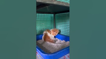 Kitten use litter box for first time😻❤️#shorts #funny #cat #trending