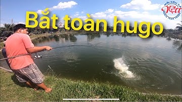 BẮT HUGO LIÊN TỤC HỒ XIÊM LONG THÀNH (20/11/19)| BÚN CÔT N4 TỎA SÁNG BẮT 7 EM