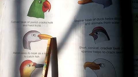 3-12-2020 |Class -4 |Subject-evs |Chapter - 10 | Topic- The Beautiful Birds