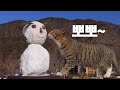 (ENG) 눈이 펑펑 내리는데 신난 산골 고양이들(feat.노루인줄)