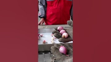 تقشير البصل/Peel the onion skin peeling machine