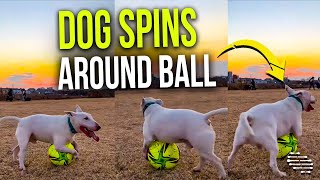 Dog Holds Onto a Ball Using Front Legs Then Spins Around It Using Hind Legs