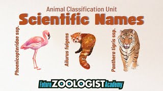 Scientific Names | How to Write and Interpret a Binomial Name