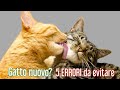 5 ERRORI da evitare per inserire un Gatto nuovo in casa - Consulente Felino