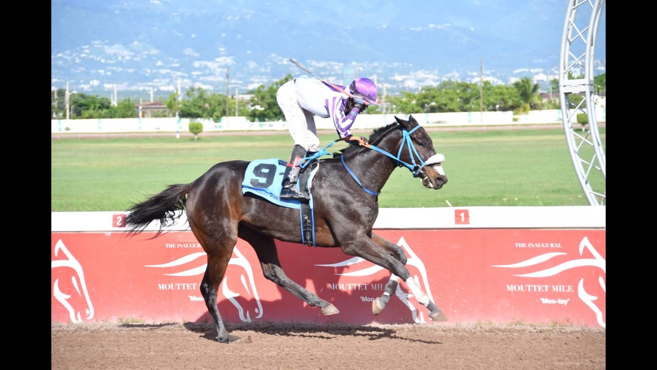 JAMAICA RACING: Mo Aviator Scores First Win In Sun, Oct 15, 5th - YouTube