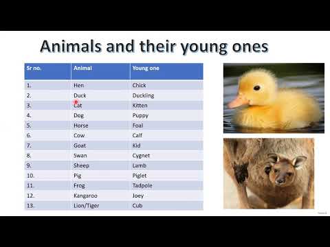 Animals and their young ones - YouTube