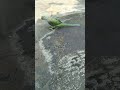 mummy bolne parrot