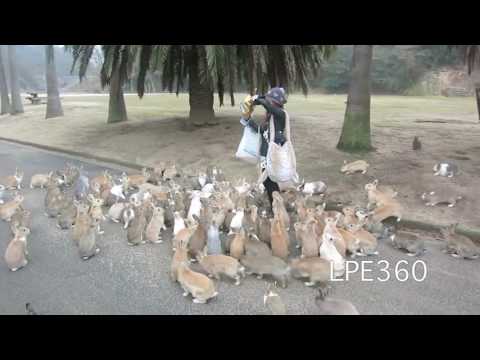 გოგონამ ქუჩაში ასობით კურდღელი დაინახა რაც შემდეგ მოხდა უბრალოდ ვერ დაიჯერებთ!