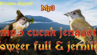 Mp3 burung cucak jenggot fower full & jernih