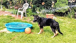 Ruger 5 1/2 Months Old... Pool and Hose Cool Down.