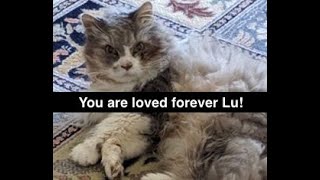 Thurston Waffles, MRM #4: Dedicated to Lu the Cat by Thurston Waffles 27,685 views 4 years ago 7 minutes, 5 seconds