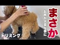 トリミングに行ったら身軽になって帰ってきた トイプードル/マルプー