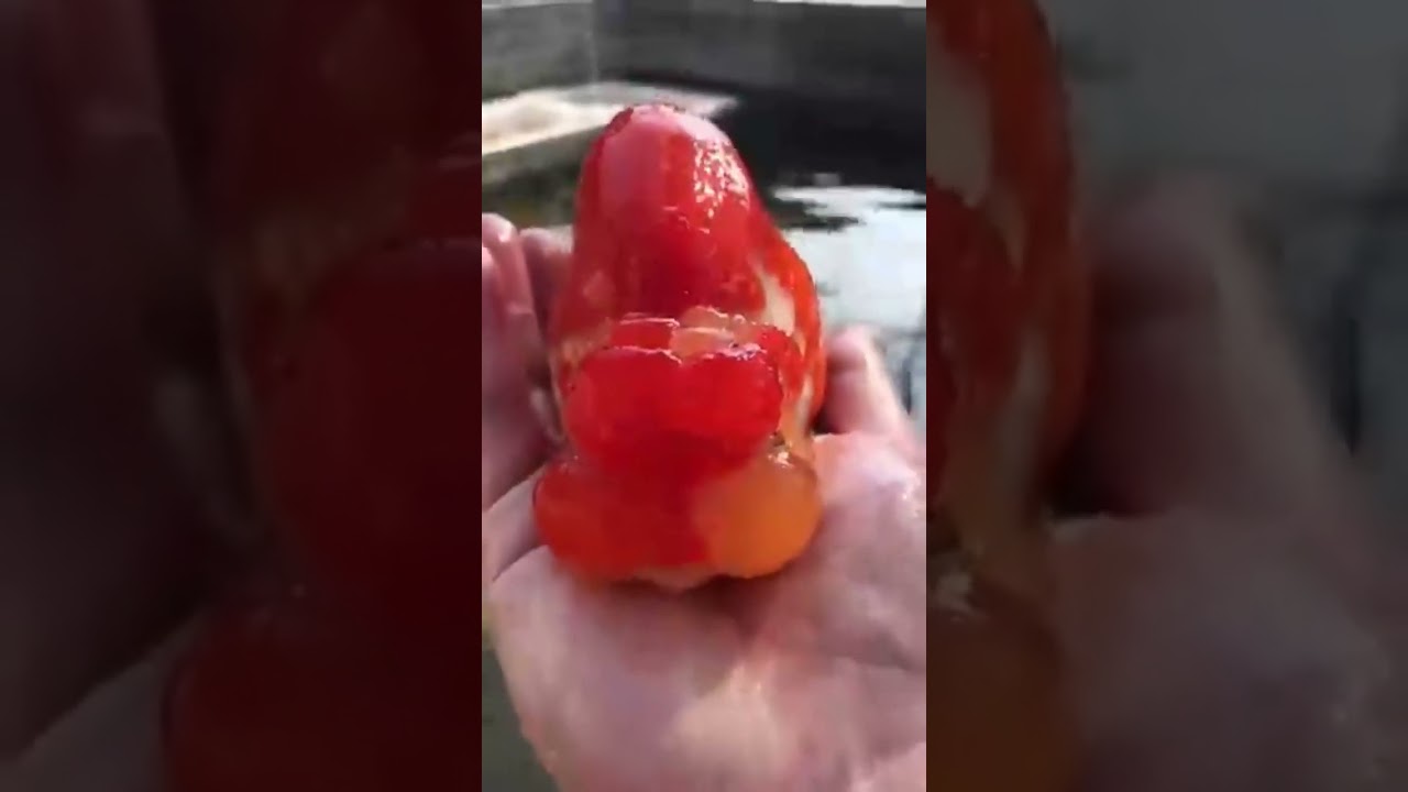 🔥🔥🔥🔥Ranchu gold fish on Hand Top class Notch#fish #fishvideo