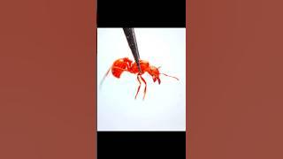 Queen red ant Vs an entire black ant colony #antwars #antcolony