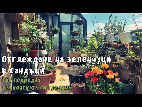 Видео: Зеленчуци: декорация за вашата градина