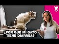 Mi gato tiene DIARREA! 🙀💩 ¿Qué hago?  | LA GATERÍA TV