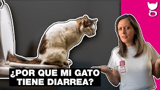 Mi gato tiene DIARREA!  ¿Qué hago?  | LA GATERÍA TV