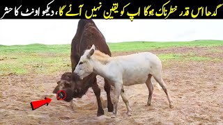 Donkey Vs Camel | How Donkey Defend Himself From Camel | Planet Earth