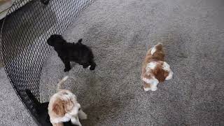 Miniature Bernedoodle F1b Puppies For Sale