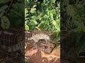 ANGALIA PAKA PORI ALIVYO NASA ENJOYрџђ ANGALIA PAKA PORI ALIVYO NASA ENJOYрџђ