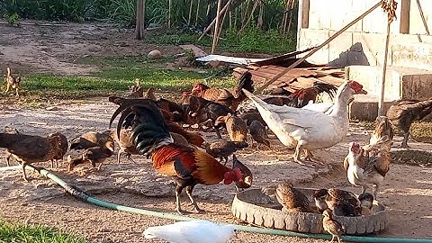 Nyob zoo os los saib kuv pub qaib os 15/4/25