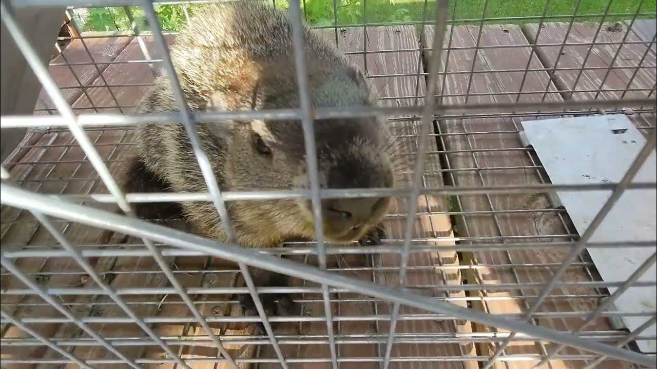 Irritated Trapped Groundhog Chattering Teeth - YouTube