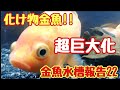 金魚水槽報告22「化け物金魚」こっちゃんの生き物係