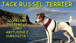 JACK RUSSEL TERRIER   ORIGINI, ASPETTO FISICO, ADDESTRAMENTO, ALIMENTAZIONE DI UN CANE ELEGANTE.