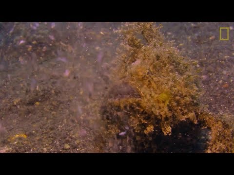 Pez Sapo Peludo | Nat Geo