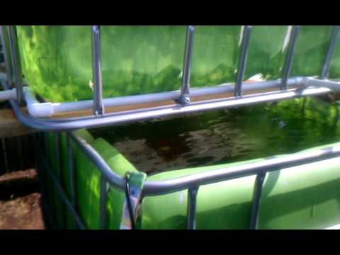 oklahoma aquaponics fall 2012 - youtube