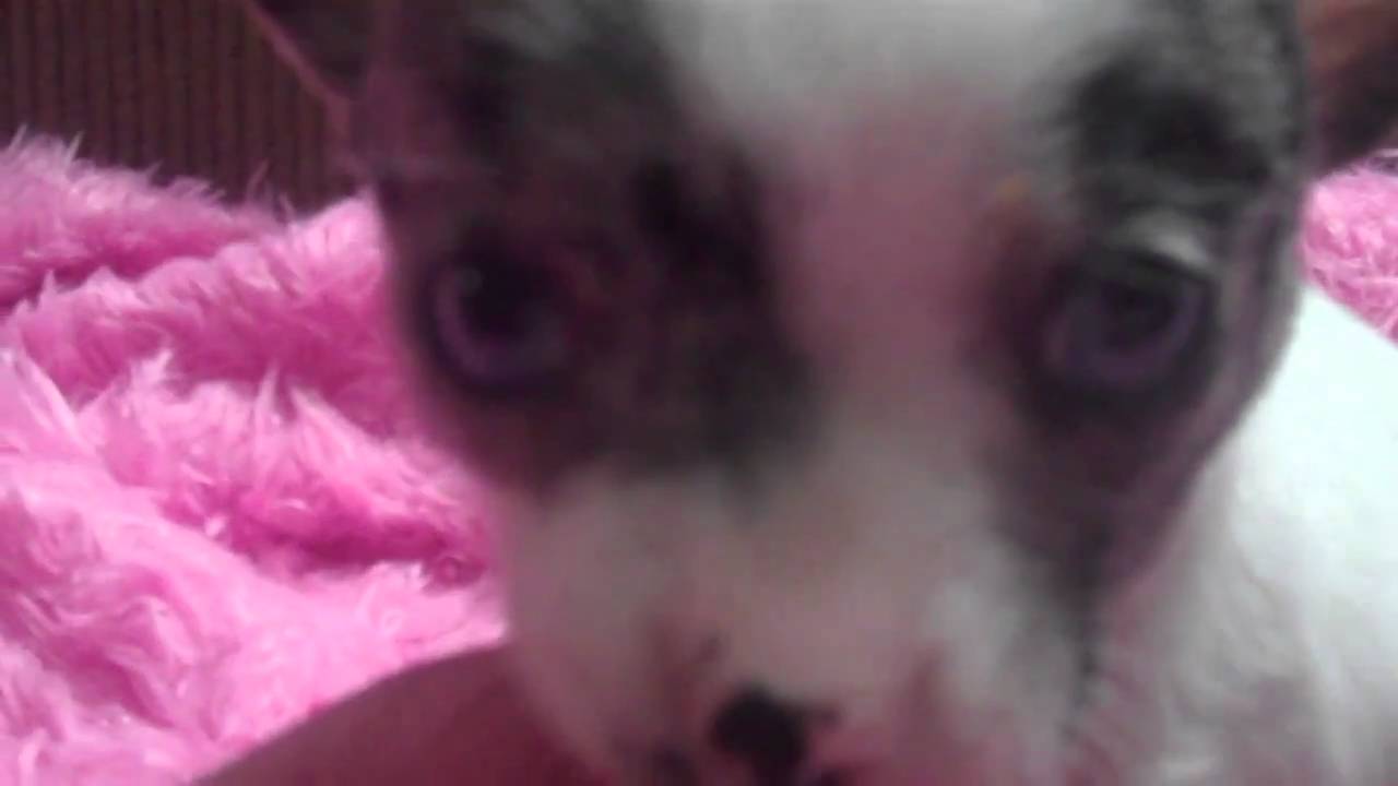 Blue Eyes Merle Chihuahua Puppy TinypawsandClaws Teacup Puppy Look HERE