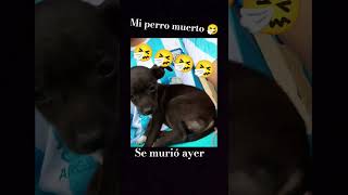 pobrecito mi perrito