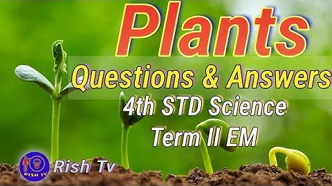 Plants Q&A 4th science term II EM| Samcheerkalvi