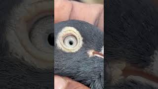 Pigeon Eyes Linetamilshortspets Zone Channel Birdspigeon