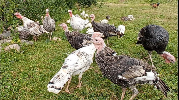 Eng chiroyli mulatto ayollar bilan HD porno Yalangoch odamlar it uslubida turishadi