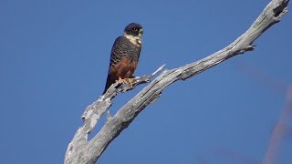 Bat Falcon, Alamo Texas 2022-01-17. Gray Hawk calls captured.