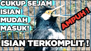 Pancingan Jalak Suren Betina Memanggil Jantan Suara Unik Kreasi Full Isian