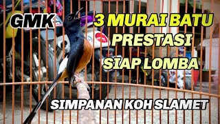 3 MURAI BATU PRESTASI SIAP MAIN - KOH SLMAET GMK JUAL !!!