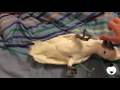 Chick Cockatoo Zhu plays. Птенец какаду Жажжу играется.