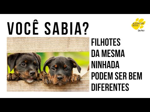 Vídeo: Raças de cães escandinavos