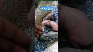 New born babies #rabbits #bunnies #petlovers