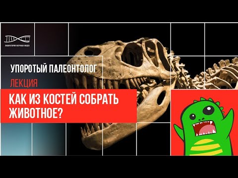 Видео: Лижут ли палеонтологи кости?