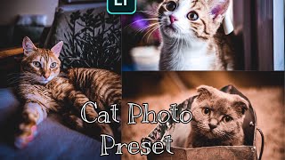How to Edit Cat Photos Lightroom Preset | Cat Photos Preset | Paid Lightroom Preset screenshot 3