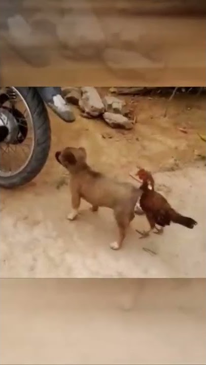 ayam jago patuk peler anjing #reels #instagram #viral #tiktok #top #trending #animals #video #dog