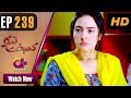 Watch Drama | Kambakht Tanno - Episode 239 | Aplus ᴴᴰ Dramas | Tanvir Jamal, Sadaf Ashaan Online In HD
