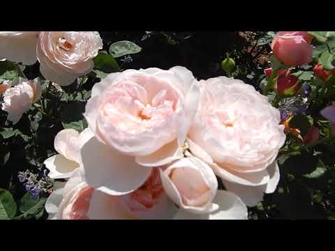 Video: Ruže: Prikladna Pratnja Za Vrtnu Kraljicu