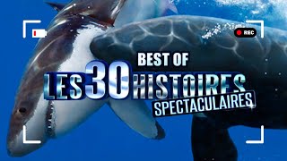 BEST OF DES HISTOIRES DIIIINGUES 😳😳 - Les 30 histoires les plus SPECTACULAIRES ! - PS112011