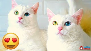 The most beautiful twin cats in the world have heterochromic eyes