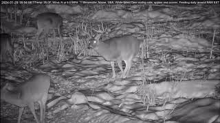 Buck rubbing tarsal glands by Brownville's Food Pantry For Deer 10,835 views 4 months ago 31 seconds